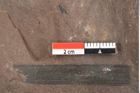 Foto (Detailansicht) von Phragmites oeningensis Braun (NHMW-GEO-2024-0188-0356)